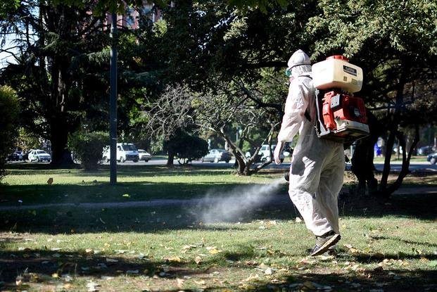 Dengue, zika y chikungunya:   los mosquitos que los transmiten podrían atacar antes