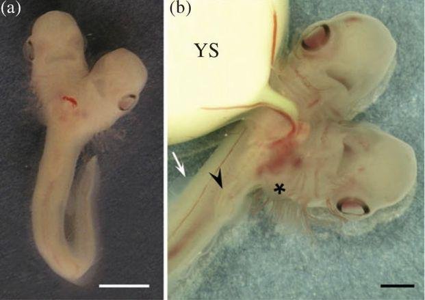 Descubren un tiburón de dos cabezas