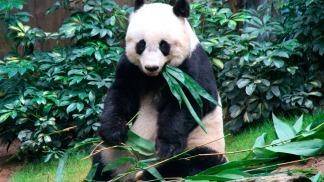 Murió Jia Jia, la panda más vieja del mundo
