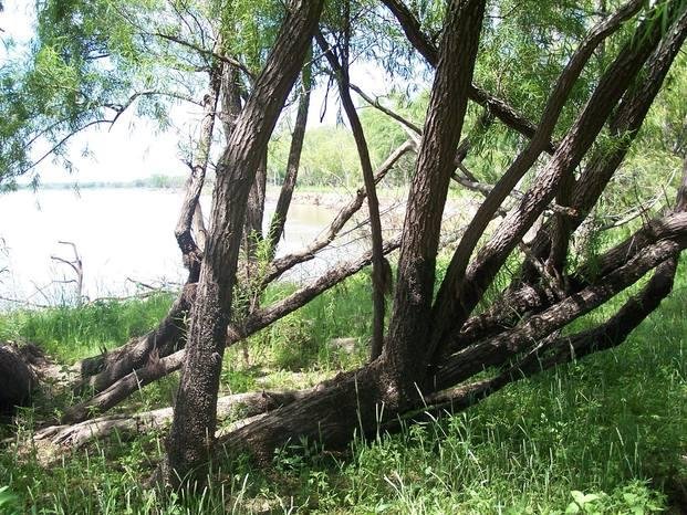 Santa Fe presentó la nueva "Ley del árbol"