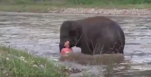 Un elefante “rescató” a su cuidador del río