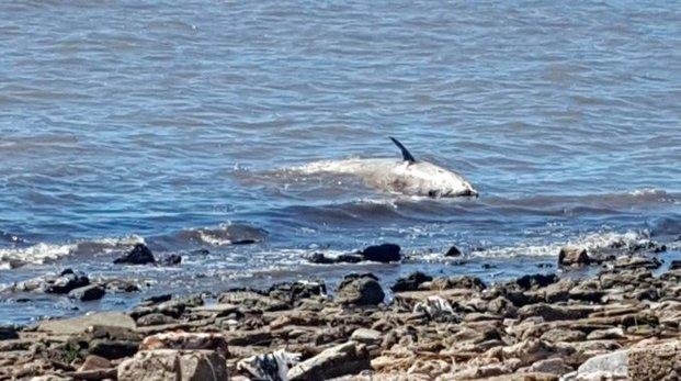 Un zífido, cetáceo similar al delfín, apareció en el Río de la Plata