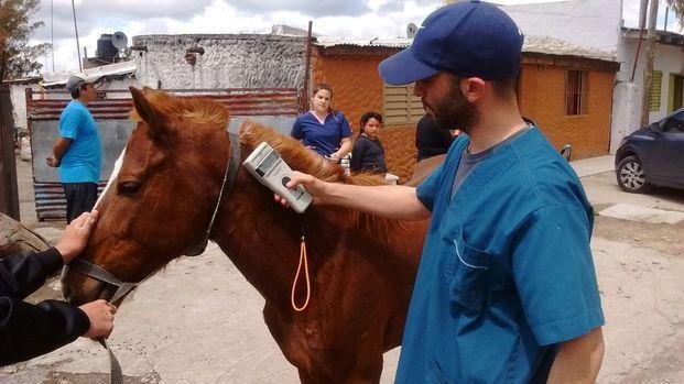 Censo animal: le ponen microchips a los equinos para hacerles controles