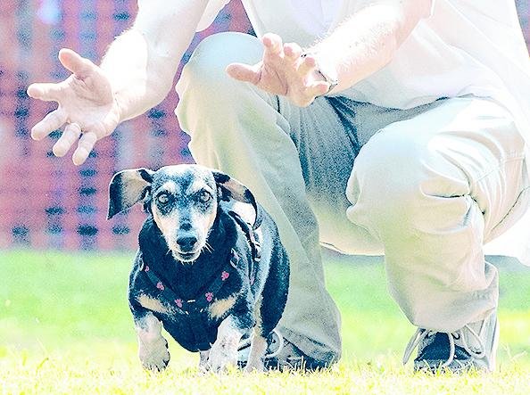 Carrera de perros salchicha, ¡buena para ellos y para su amo!