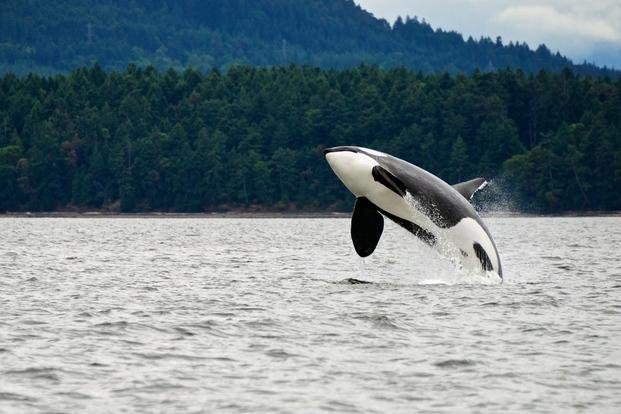 La muerte de una orca abre incógnitas sobre un método científico