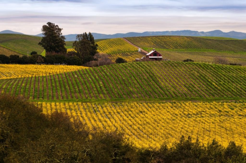 Napa y Sonoma: un recorrido para disfrutar del despertar de la tierra del vino