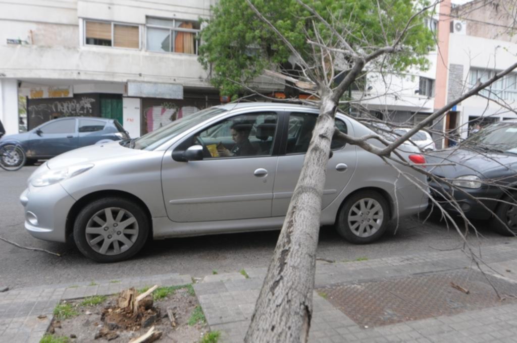 El viento tiro un arbol sobre un auto