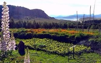 Chubut, provincia vitivinícola