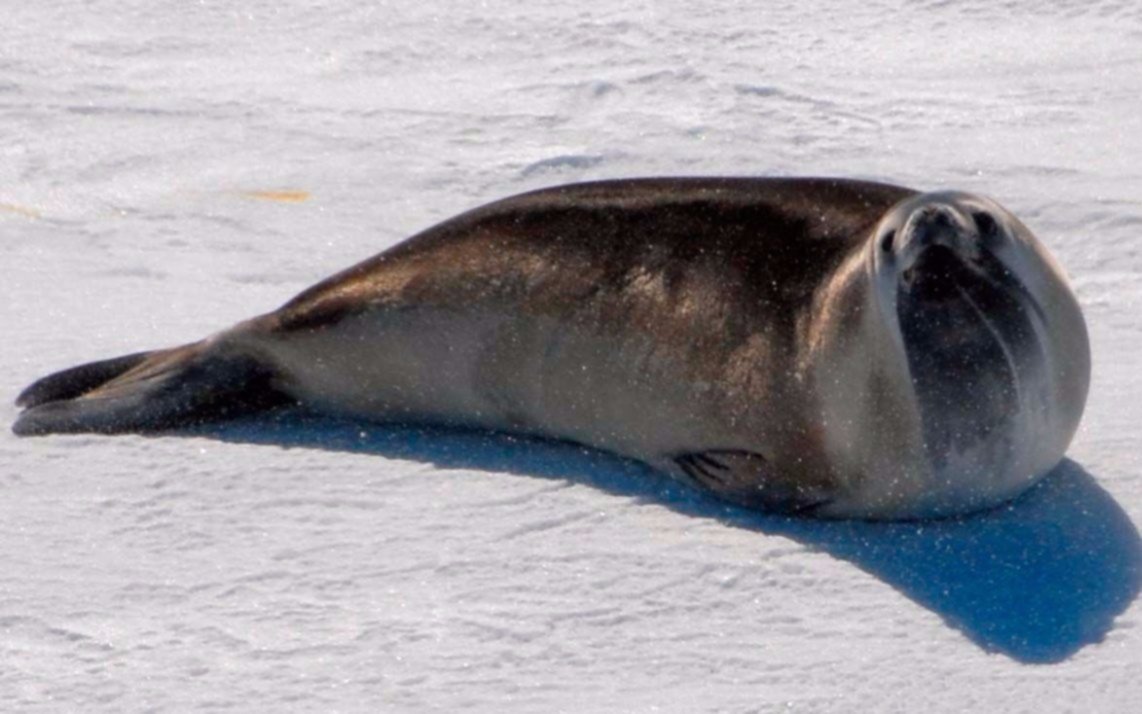 Aseguran que las focas dejarán de ser un animal anfibio