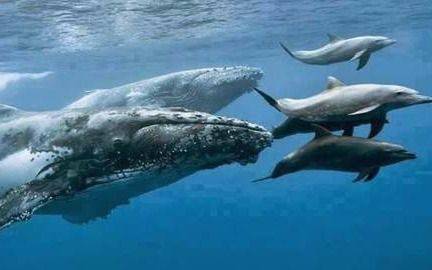Las ballenas y delfines tienen comportamientos similares a los de las sociedades humanas