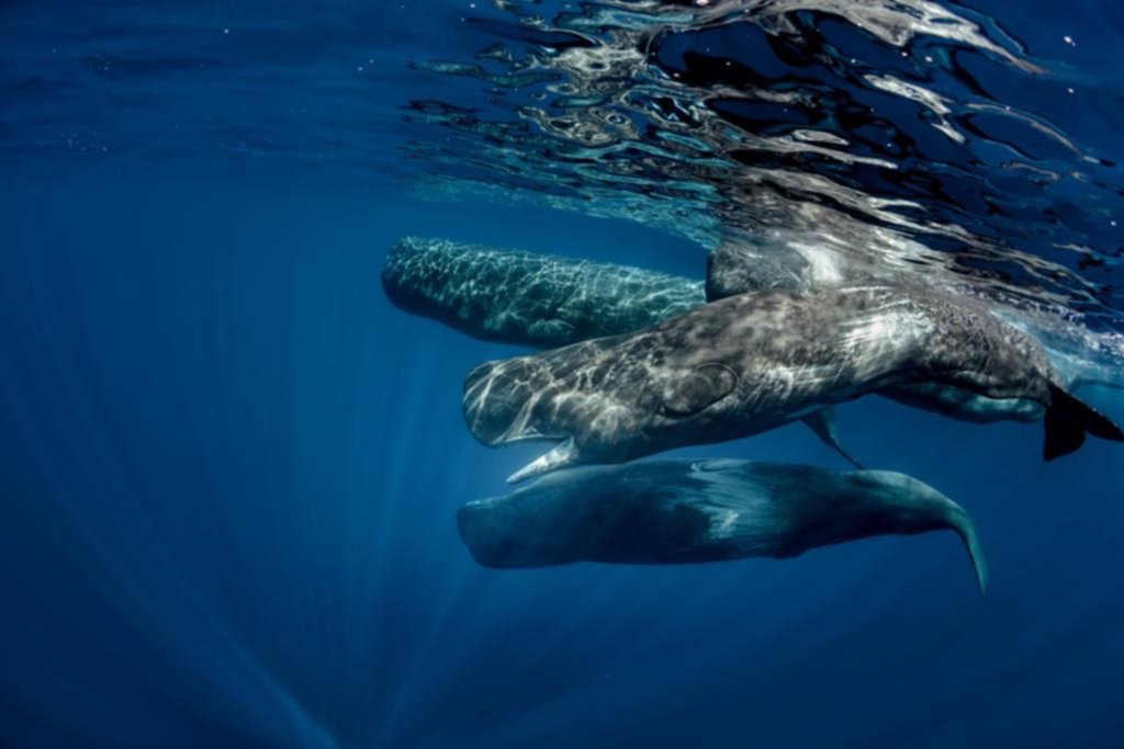 Prueban que las ballenas “hablan” como los humanos