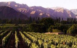 Jujuy pretende involucrarse en el mundo del vino