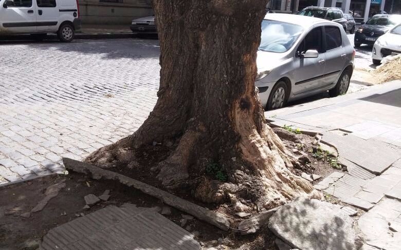 Temen por un árbol al borde  del colapso en diagonal 77