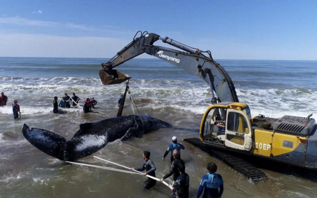 Lograron devolver a una ballena al agua en las playas de Mar del Tuyú