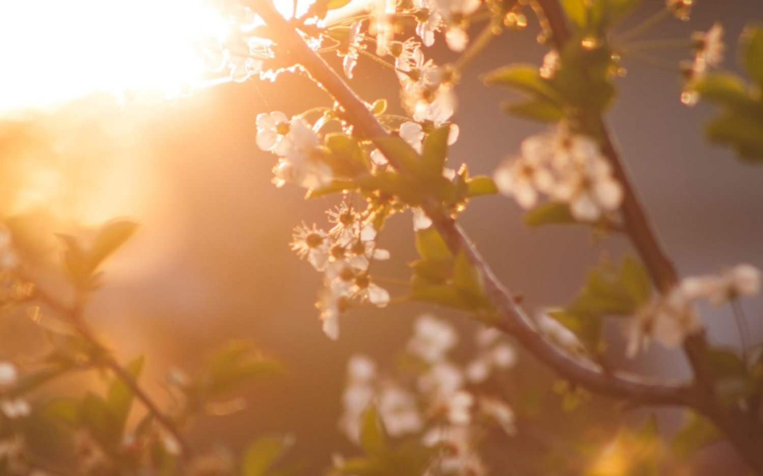 La primavera vuelve a ocupar su lugar