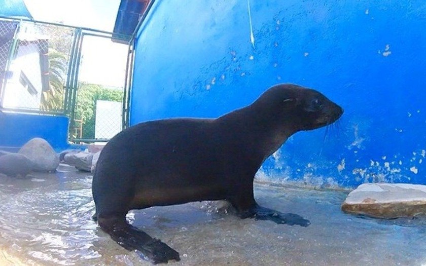 Rescataron a un pequeño lobo marino en Puerto Madero