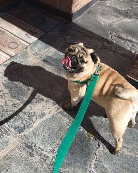 Los “dog influencer”, las nuevas estrellas platenses de las redes