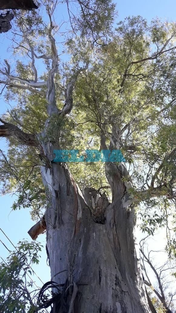 Hizo varios reclamos por un árbol que se viene abajo y teme lo peor