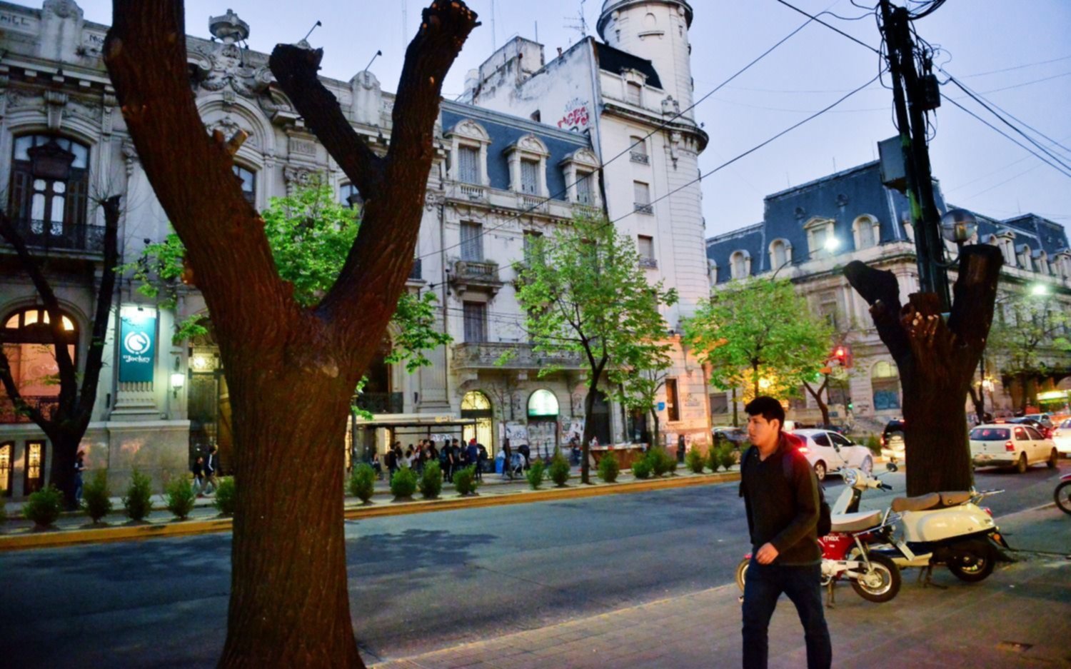 Piden multas millonarias para quienes agredan al patrimonio forestal urbano