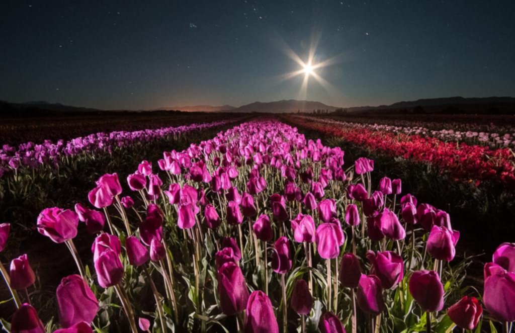 La temporada de tulipanes ofrece una experiencia multicolor en la cordillera