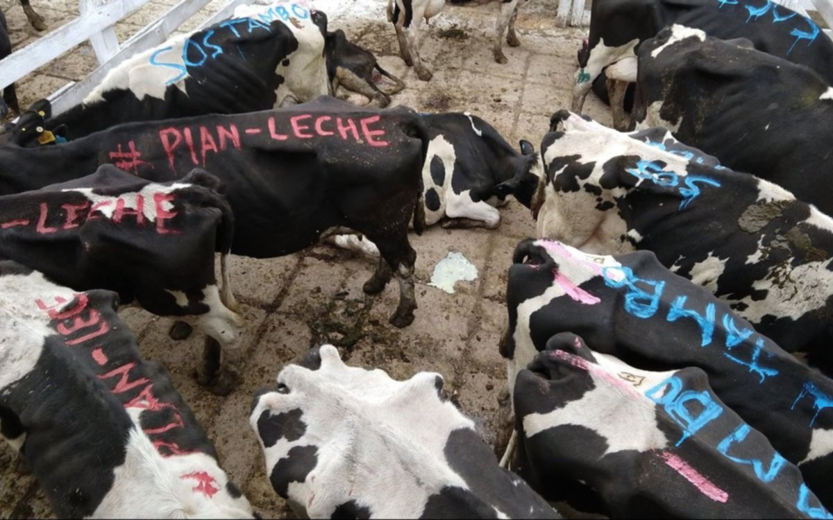 En Liniers aparecieron vacas pintadas con críticas por la situación de los tamberos 