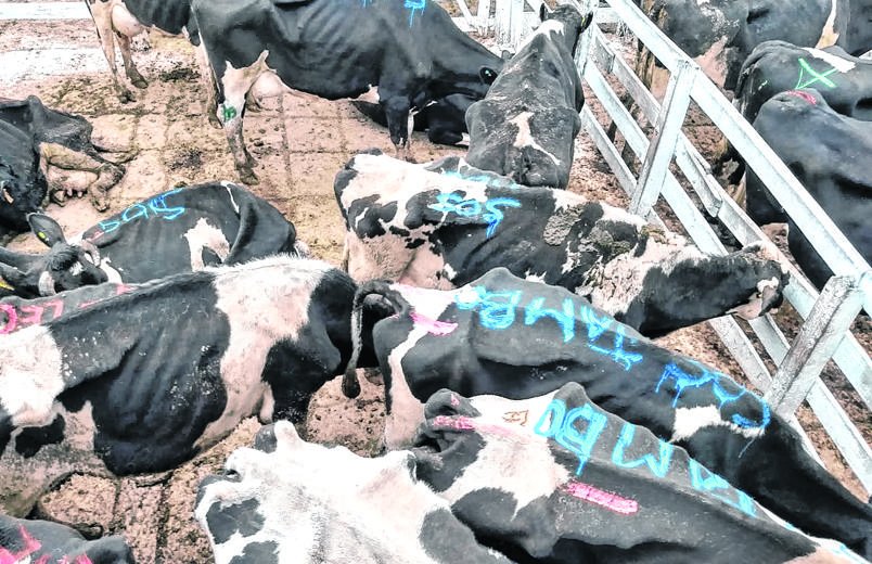 Tamberos liquidaron vacas para protestar por la crisis del sector