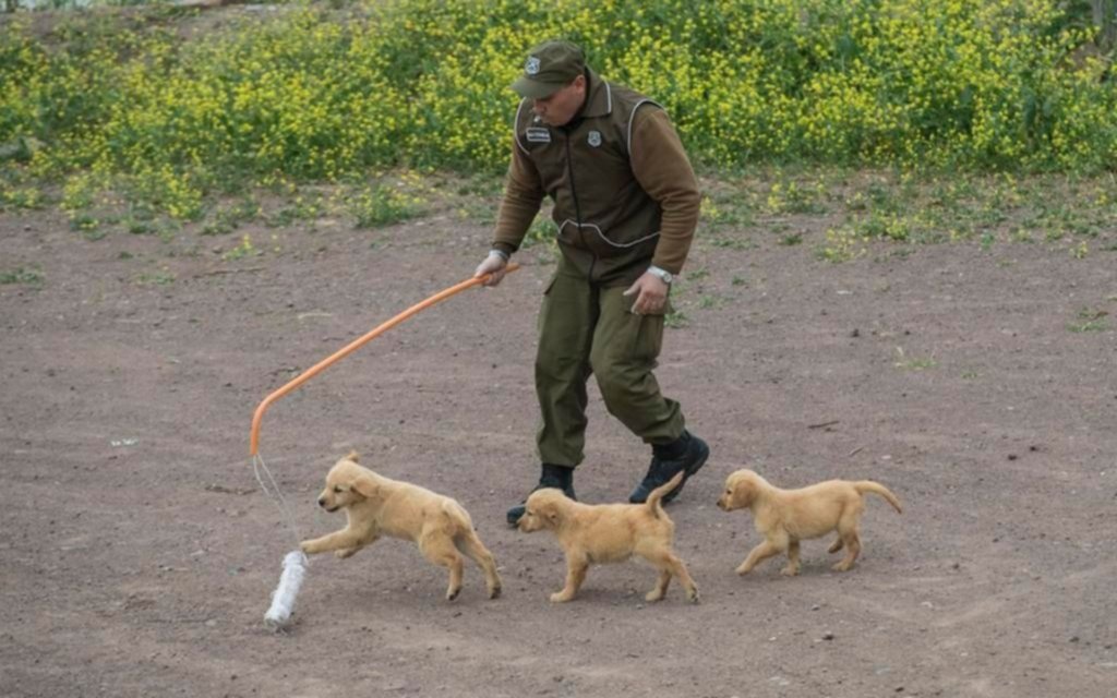 Cachorros entrenan duro para convertirse en policías en Chile