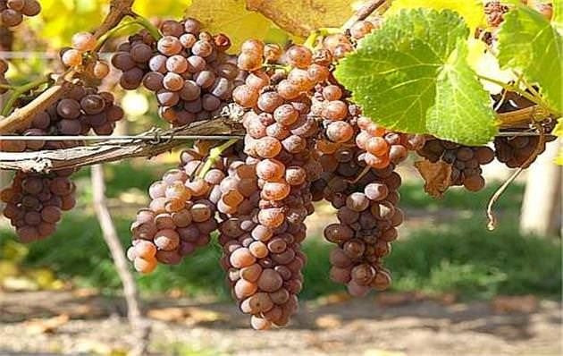 Pinot Gris: Una uva elegante que desconoce el consumidor argentino  