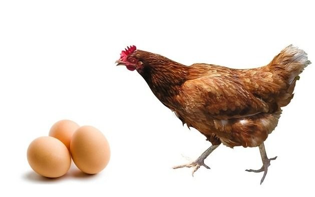 Las ciencia respondió la gran pregunta: ¿qué fue primero, el huevo o la gallina?