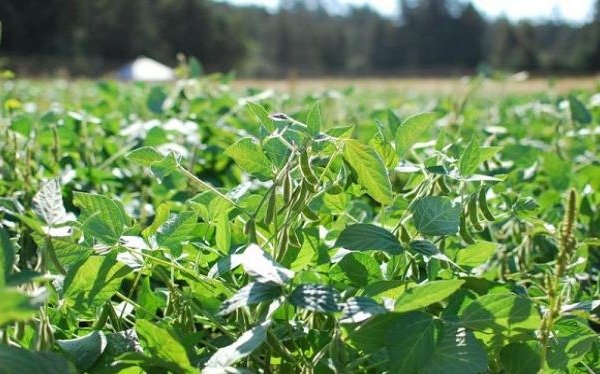 Agroindustria aprobó la primera soja tolerante a la sequía