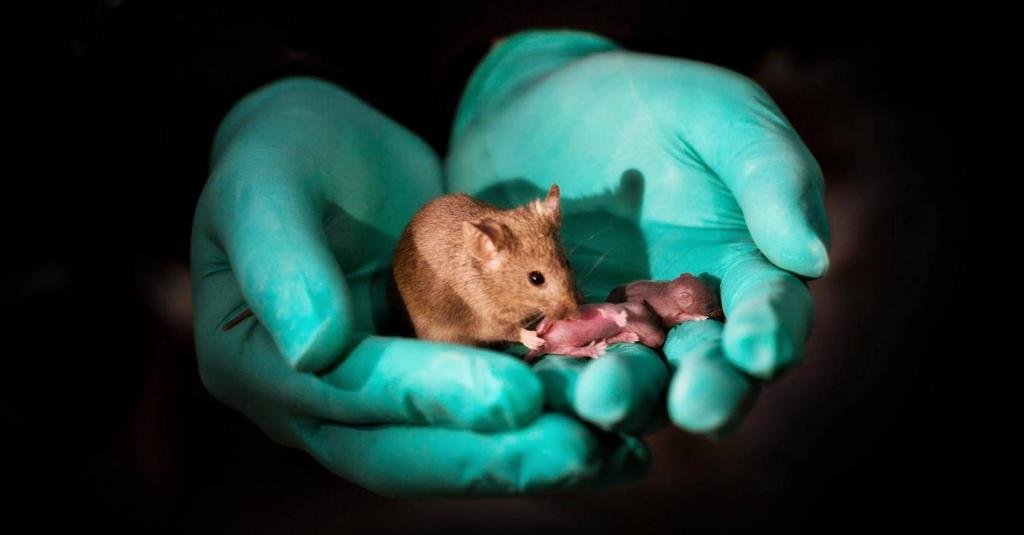 Un grupo de científicos logra que nazcan crías de ratón de parejas del mismo sexo