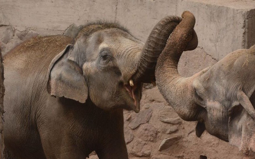 Trasladan a cuatro elefantes de Mendoza a un santuario en Brasil
