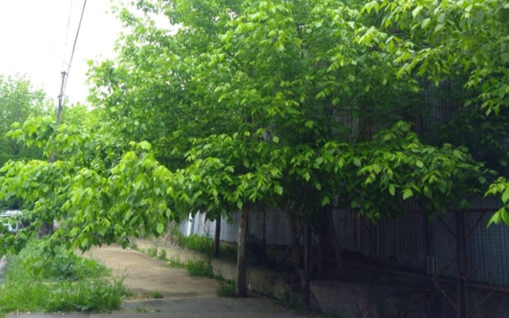 Piden despunte de un árbol en la vereda de 46 y 19