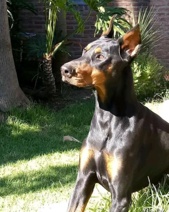 Rincón Animal