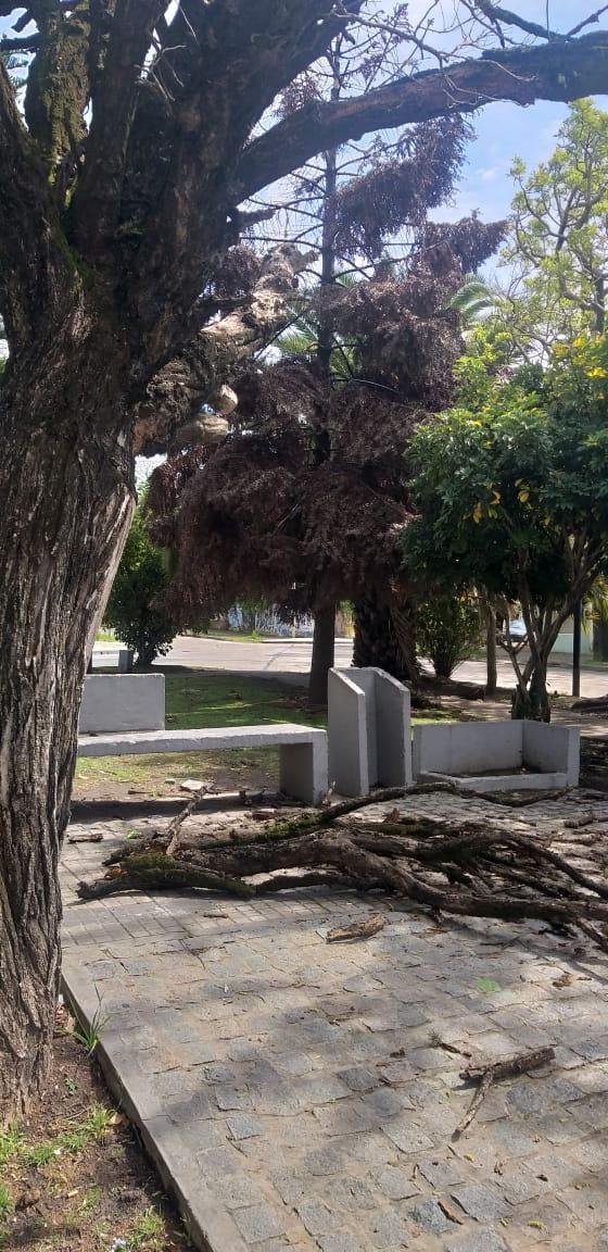 Dos árboles secos pero todavía en pie en 48 y 23