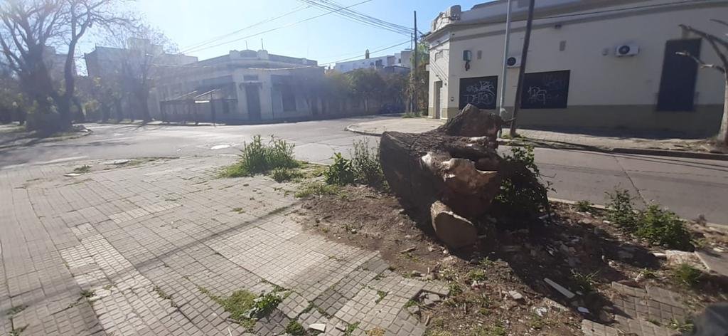 Restos de un árbol talado que nadie retira de la calle