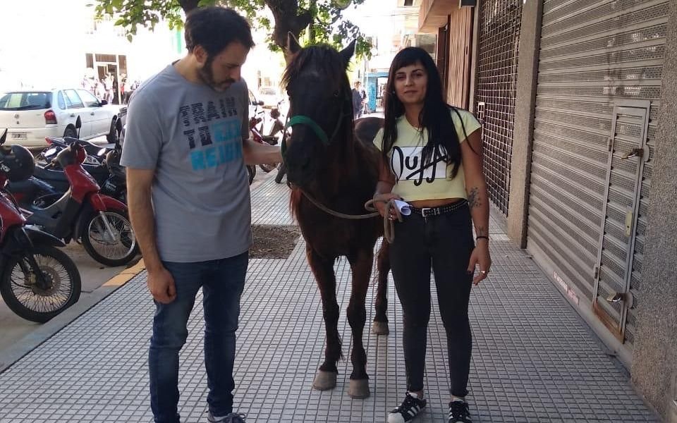 Un candidato a concejal se llevó un caballo a su casa