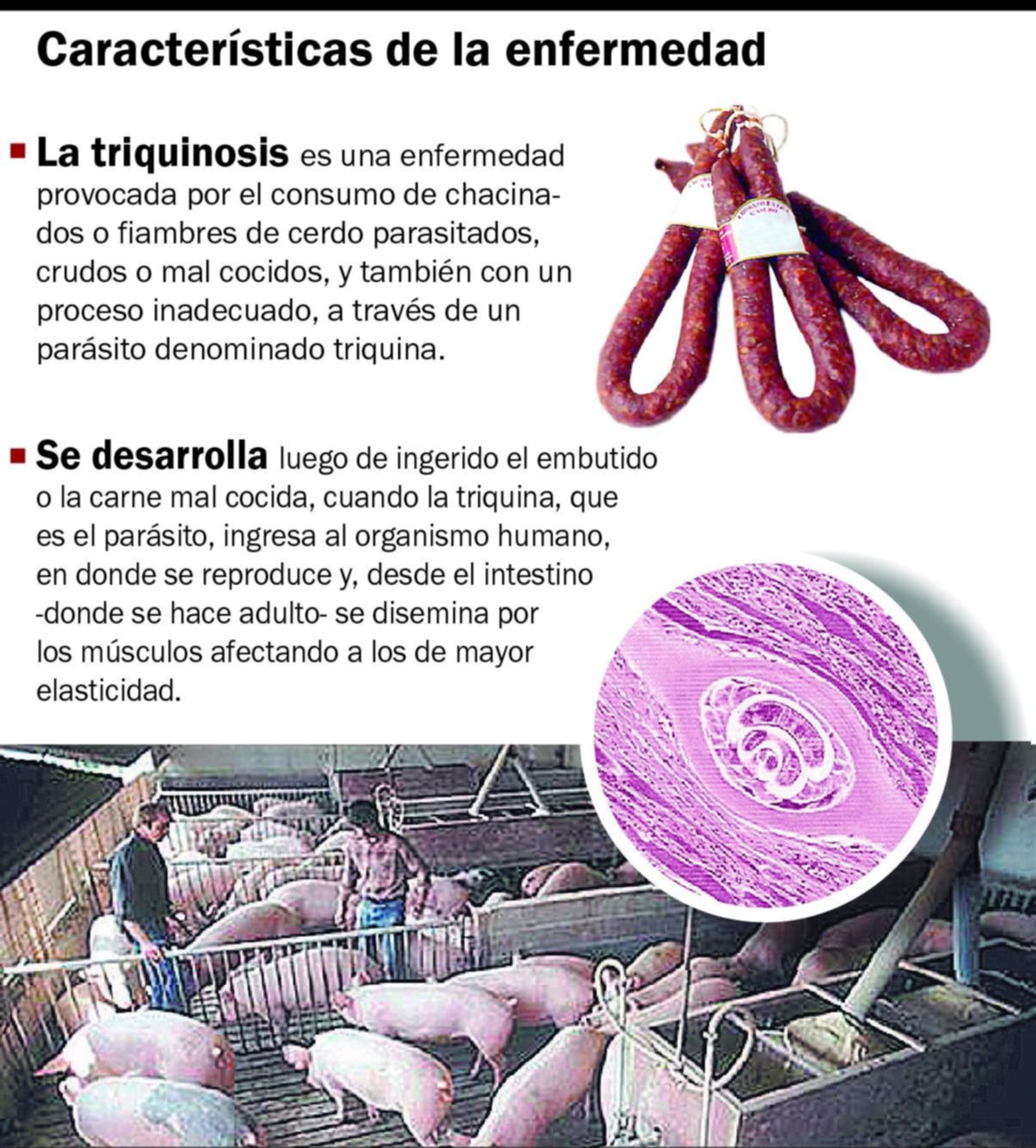 Triquinosis: confirman un caso en la Región y se investigan otros nueve