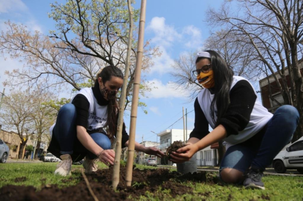 El jacarandá, una especie cuya centenaria historia en la Ciudad se busca afianzar