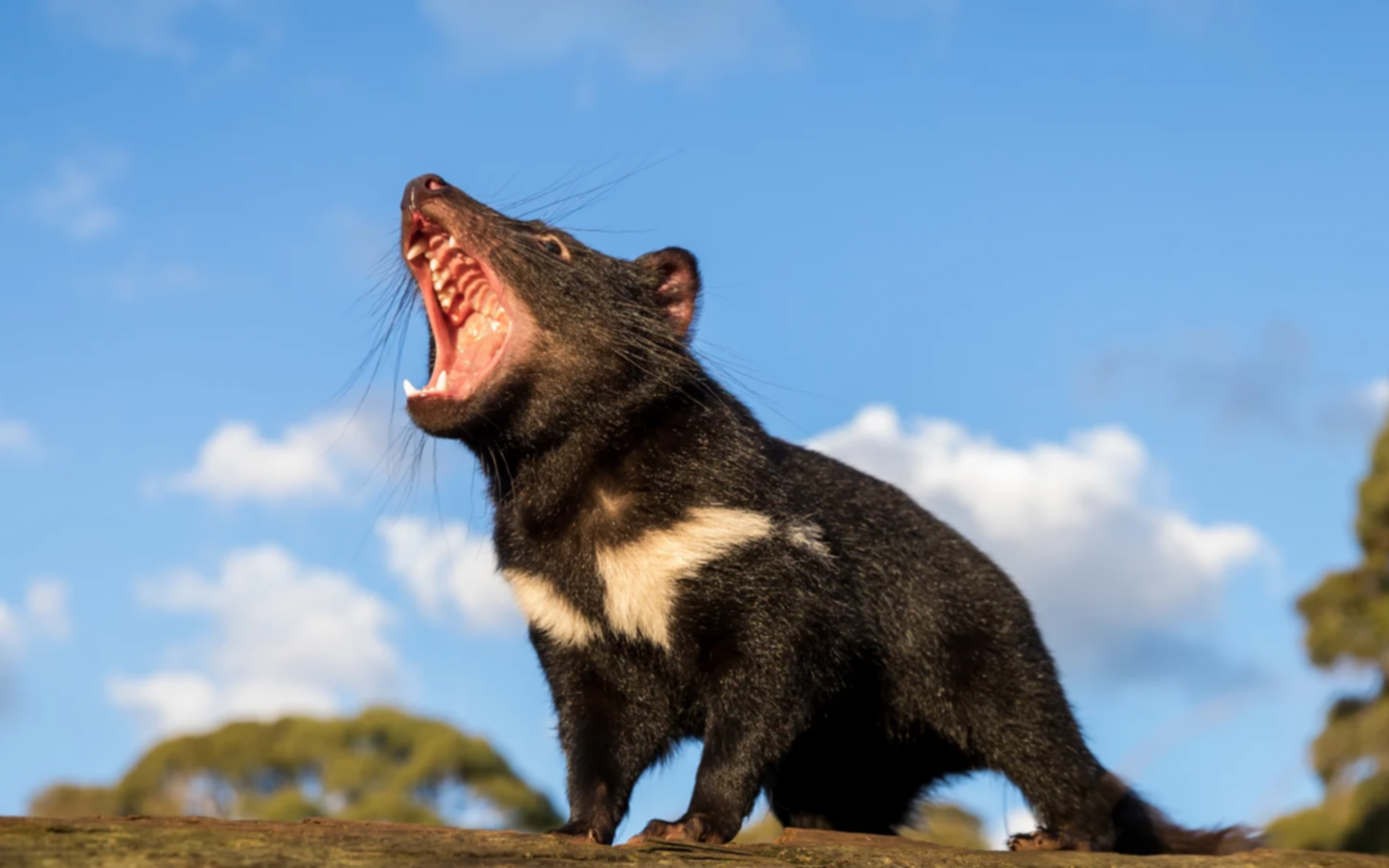 Los demonios de Tazmania volvieron a Australia... ¡después de 3.000 años!