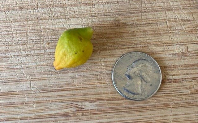 Cuando cultivar en casa sale mal: papas, limones y zanahorias más pequeñas que una moneda