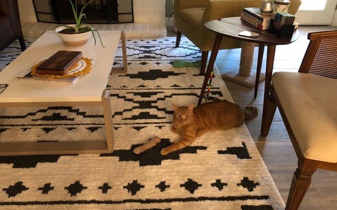 ¿Gato y mago? La foto imposible de la que hablan las redes