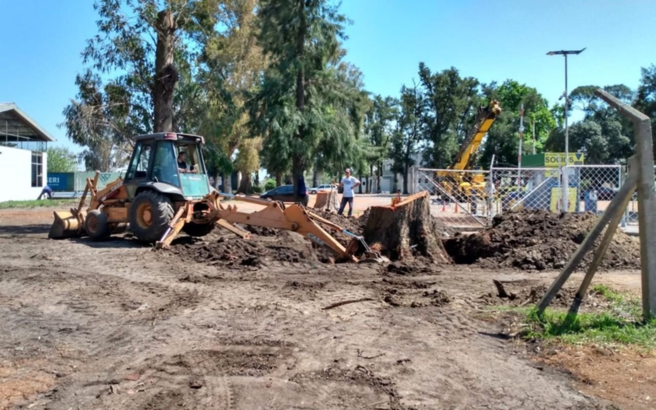 Denuncian tala de árboles centenarios en la puerta de La Plata RC