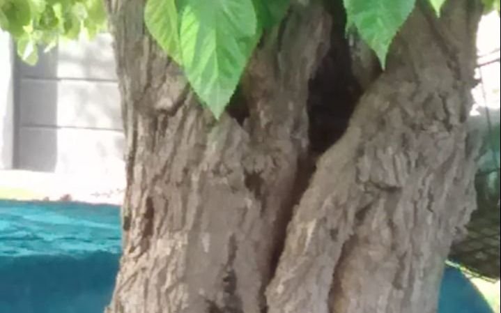 Peligro por un árbol "a punto de caer" en 142 y 520