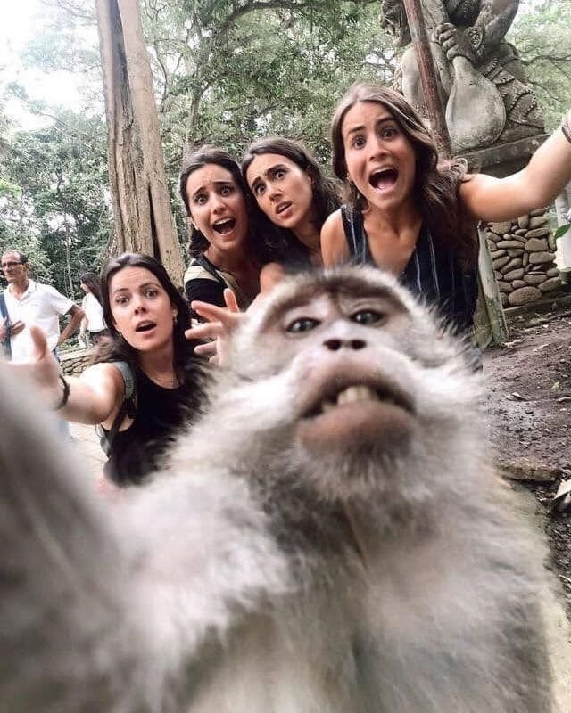 Las mejores selfies del mundo animal: una galería de fotos imperdible