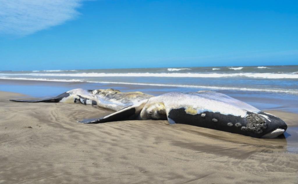 Apareció muerta en una playa de Necochea una ballena franca austral