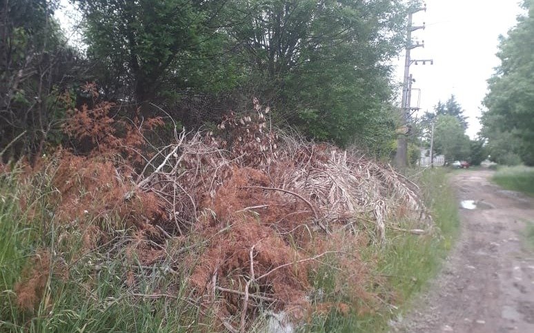 Las ramas que nadie retira, escondite para un asalto en Etcheverry