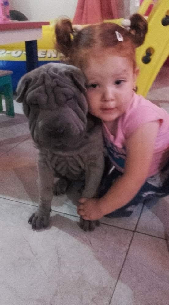 Una nena ofrece sus juguetes para recuperar a su perra