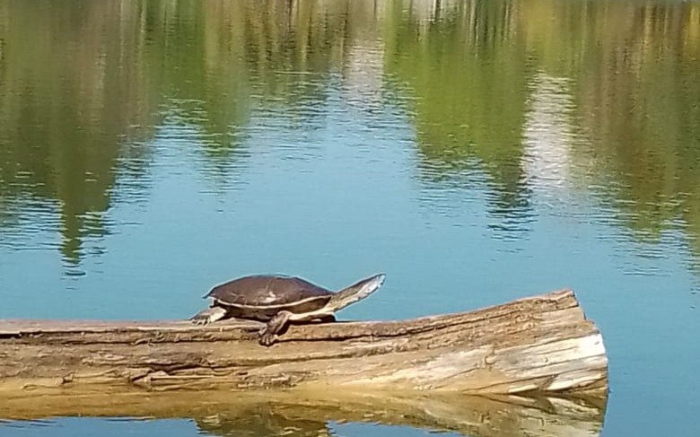 Simpática aparición de dos tortugas en el Paseo del Bosque