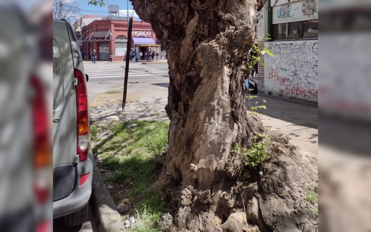Vecinos de Tolosa viven con el corazón en la boca: un árbol a punto de caerse y nadie hace nada
